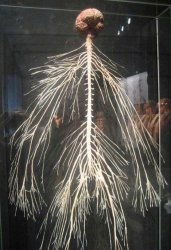 Nervous system Meme Template