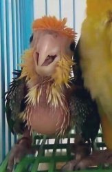 Birb Meme Template
