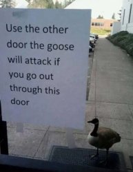 Goose Will Attack Meme Template