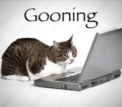 Gooning Cat Meme Template