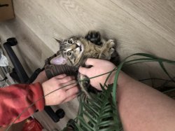 Timmy Confusion Meme Template