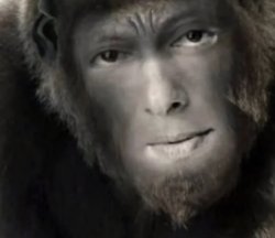 Sallu gorilla Meme Template