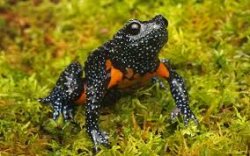 Black Frog Meme Template