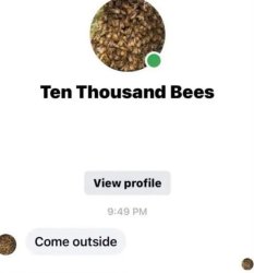 10000 Bees Meme Template