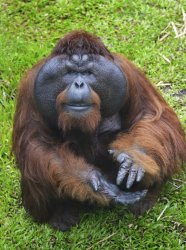 orangutan Meme Template