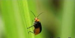 Not nice bug Meme Template