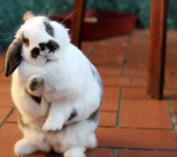 Waving rabbit Meme Template