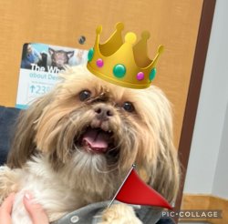 Dog with crown and a red flag Meme Template