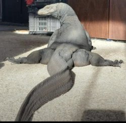Thicc Komodo Meme Template