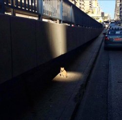 Side Quest Cat Meme Template