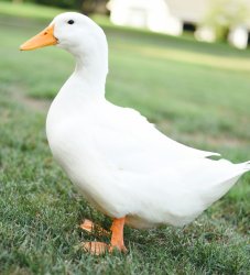 Generic duck Meme Template