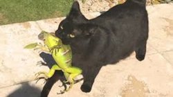 cat with a lizard Meme Template