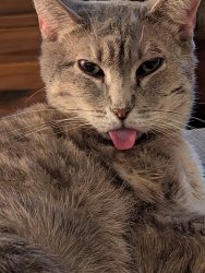 Meow life Meme Template