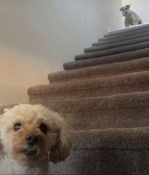 Dog surprise Meme Template