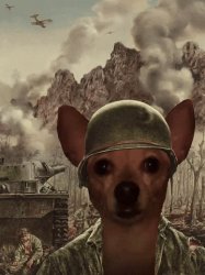 Scared Chihuahua Meme Template