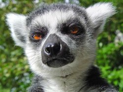 Unimpressed Lemur Meme Template