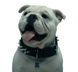 Terror The Bulldog Meme Template