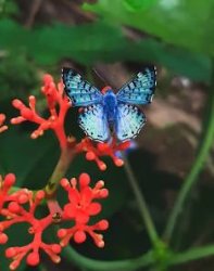 The most beautiful butterfly Meme Template