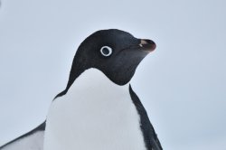 penguin Meme Template