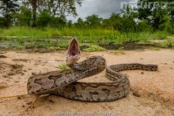 Angry African Rock Python Meme Template