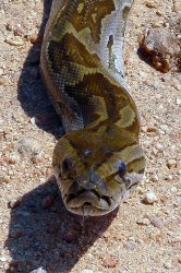 Staring African Rock Python Meme Template