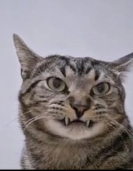 Unhappy cat Meme Template