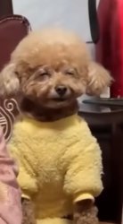 I'm 2 high dawg Meme Template