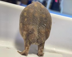 Frog booty Meme Template