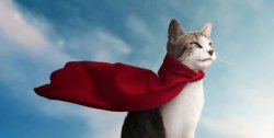 Super Cat Meme Template