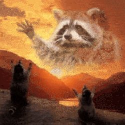 praying raccoonz Meme Template