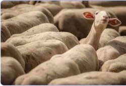 sheep in herd Meme Template