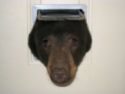 bear Meme Template