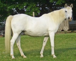 Mare Meme Template