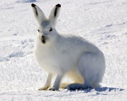 Arctic hare Meme Template