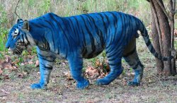 Blue Tiger Meme Template