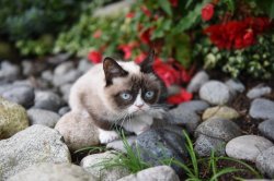 GRUMPY CAT UP THE CREEK Meme Template