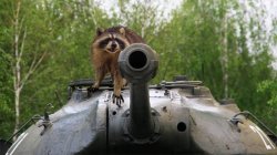 Coon says Delet this Meme Template