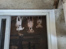 Cute Puppies Meme Template