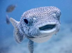 Fish Meme Template