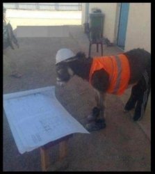 donkey construction Meme Template