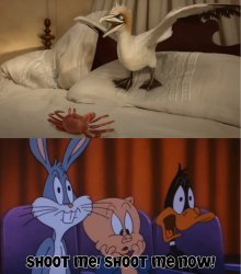 Who reacts to the Birdrap ? Meme Template