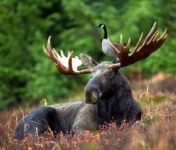 Moose and goose Meme Template