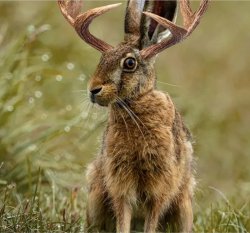 Jackelope Meme Template
