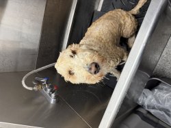 Wet dog Meme Template