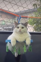 Cat Meme Template