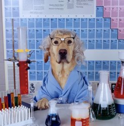 Labrador in a scientist suit Meme Template