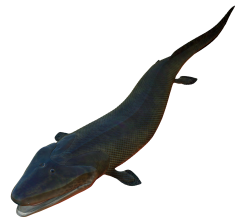 Tiktaalik Meme Template