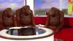 Where orangutan Meme Template
