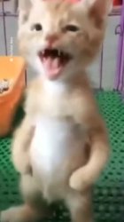 SCREAMING KITTEN Meme Template