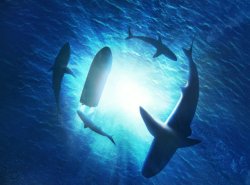 Sharks circling Meme Template